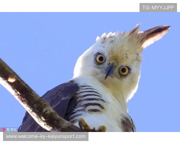 冰雪绿茵场！墨西哥队自称“雪地猎鹰”